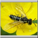 Tenthredo notha - Blattwespe m01.jpg